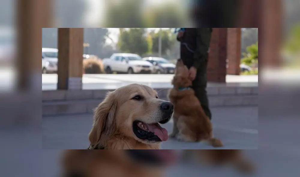 Miembros del equipo de entrenamiento canino de la policía chilena muestran a dos perros Golden Retriever. Foto: AFP. Miembros del equipo de entrenamiento canino de la policía chilena muestran a dos perros Golden Retriever. Foto: AFP.