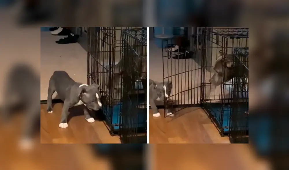 Desliza las imágenes para observar la emotiva acción de un cachorro para ayudar a su padre que fue castigado.