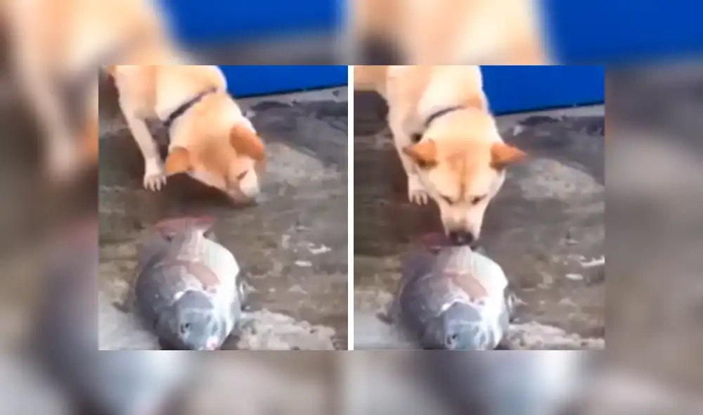Desliza las imágenes para observa el emotivo gesto de un perro para ayudar a un indefenso pez moribundo. Foto: Captura.