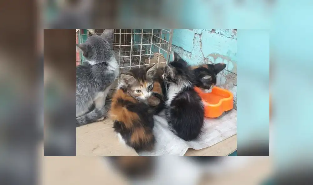 Buscan hogar para gatitos abandonados en parque de San Martín de Porres Buscan hogar para gatitos abandonados en parque de San Martín de Porres