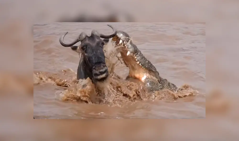 Video es viral en YouTube. Fotógrafo captó el inesperado final que obtuvo un distraído ñu, tras ser embestido por un enorme cocodrilo que emergió de las aguas para atacarlo Video es viral en YouTube. Fotógrafo captó el inesperado final que obtuvo un distraído ñu, tras ser embestido por un enorme cocodrilo que emergió de las aguas para atacarlo