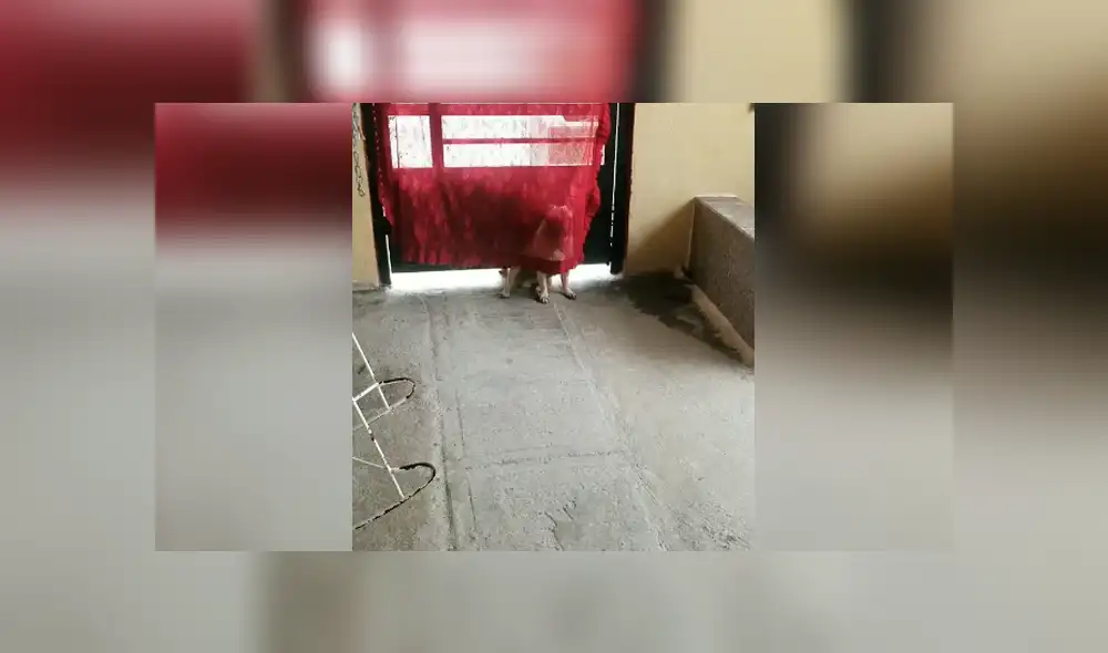 Desliza las imágenes hacia la izquierda para conocer el escondite de un perro al jugar con su familia. Desliza las imágenes hacia la izquierda para conocer el escondite de un perro al jugar con su familia.