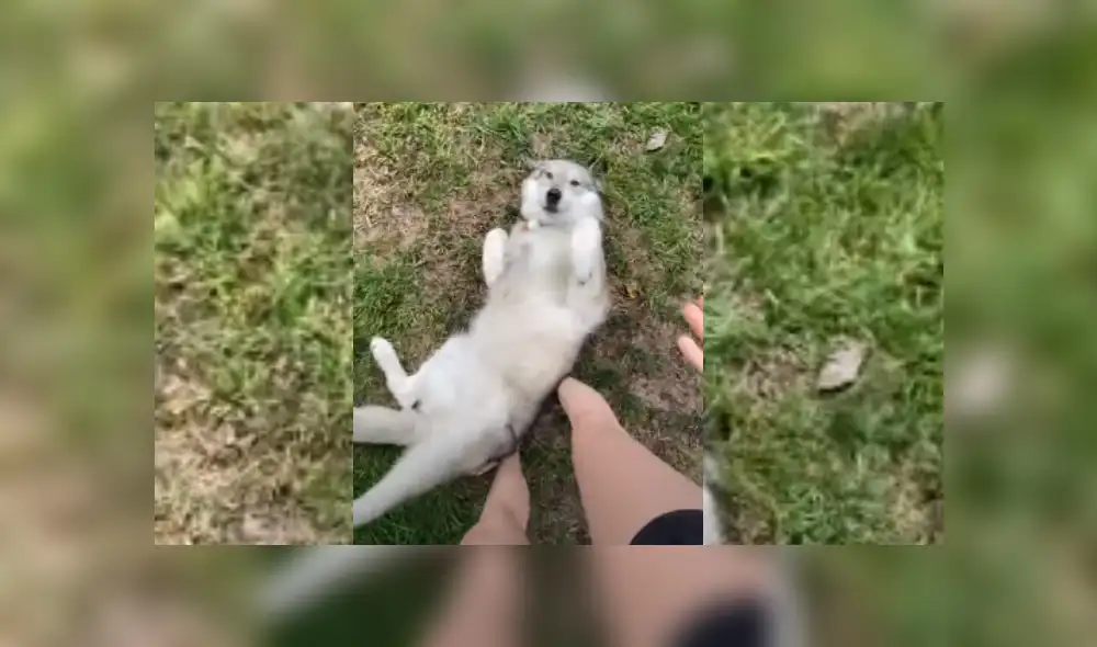 Desliza hacia la izquierda para ver más del video viral. Fotocaptura: YouTube