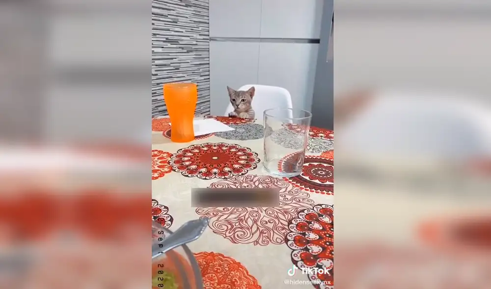 viral - tiktok - animales viral - tiktok - animales