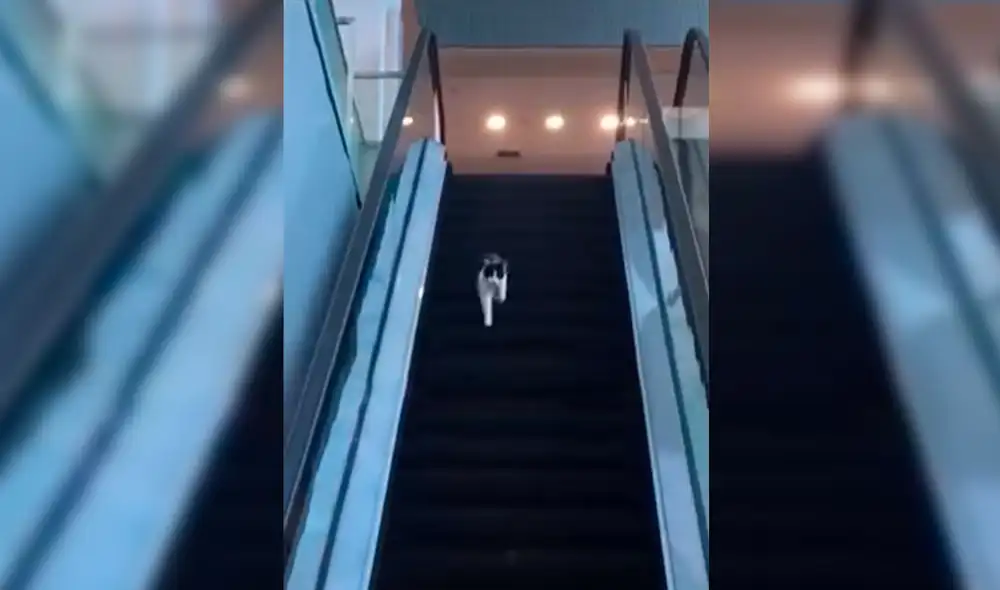 Desliza las imágenes para apreciar la travesura de un gato callejero que invadió un centro comercial. Foto: Captura de TikTok Desliza las imágenes para apreciar la travesura de un gato callejero que invadió un centro comercial. Foto: Captura de TikTok