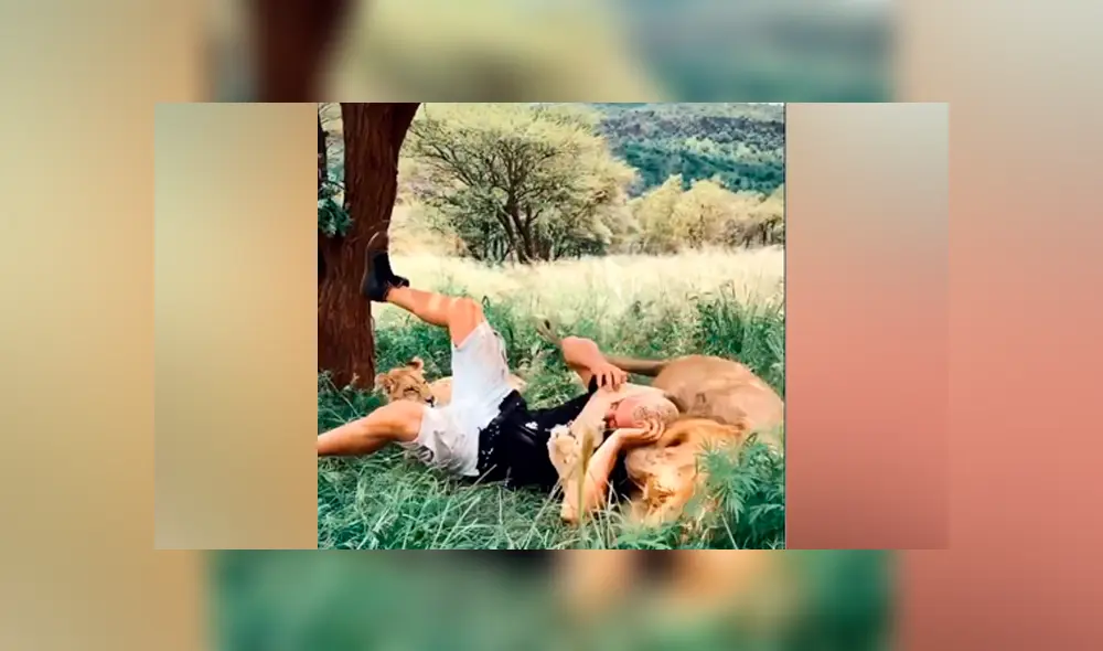 Desliza hacia la izquierda para ver la feroz reacción del león que se volvió 'famoso'en Facebook.