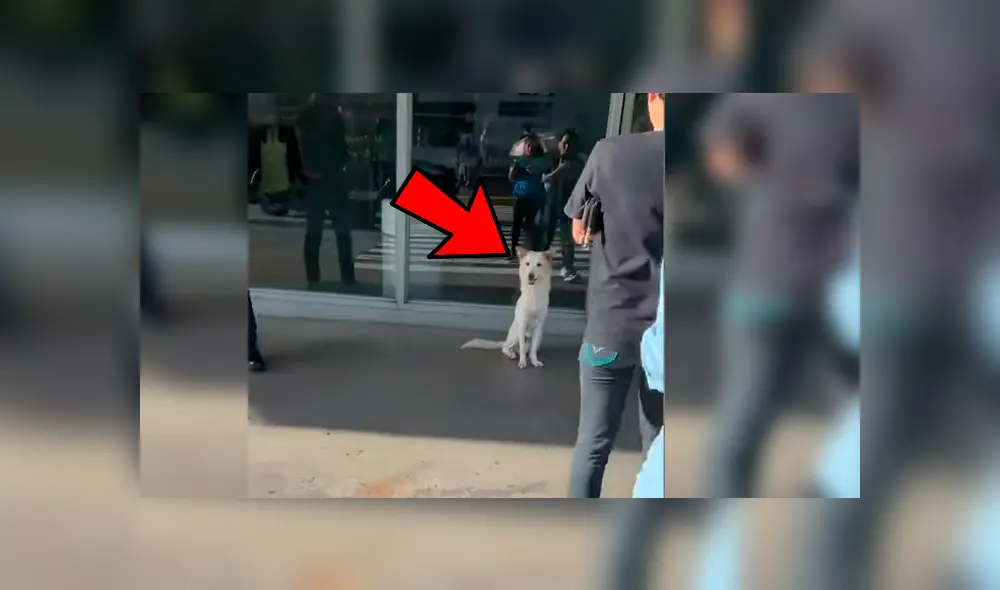 El can conmovió a miles de usuarios en YouTube con su particular conducta hacia su dueño