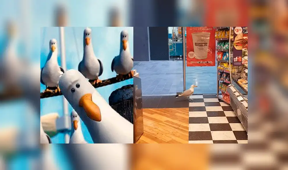 Facebook viral: gaviota es captado 'robando' golosinas en un tienda de Estados Unidos [VIDEO]