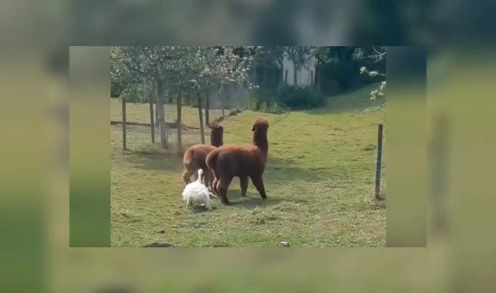 YouTube viral: Ganso irrumpe pelea de llamas y les da severa lección [VIDEO] 
