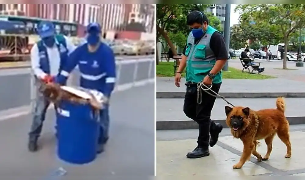 Perrito maltratado en el Metropolitano fue encontrado y busca hogar responsable | Créditos: captura / FB Proyecto libertad