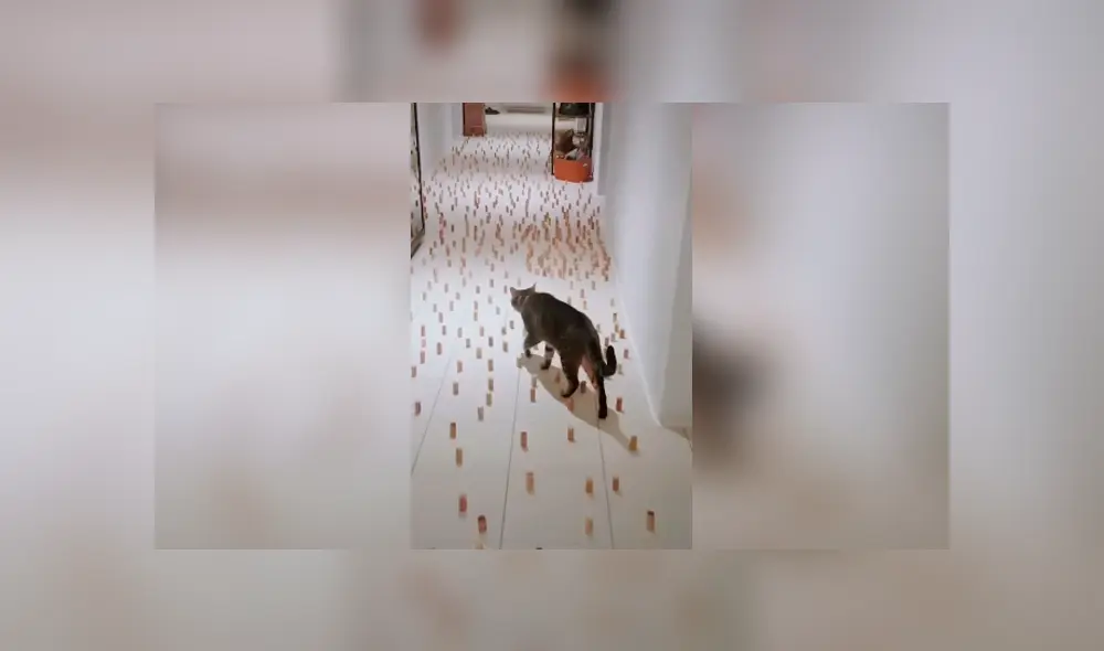 Desliza las imágenes hacia la izquierda para saber la ingeniosa idea que tuvo un joven para entretener a su gato. Desliza las imágenes hacia la izquierda para saber la ingeniosa idea que tuvo un joven para entretener a su gato.