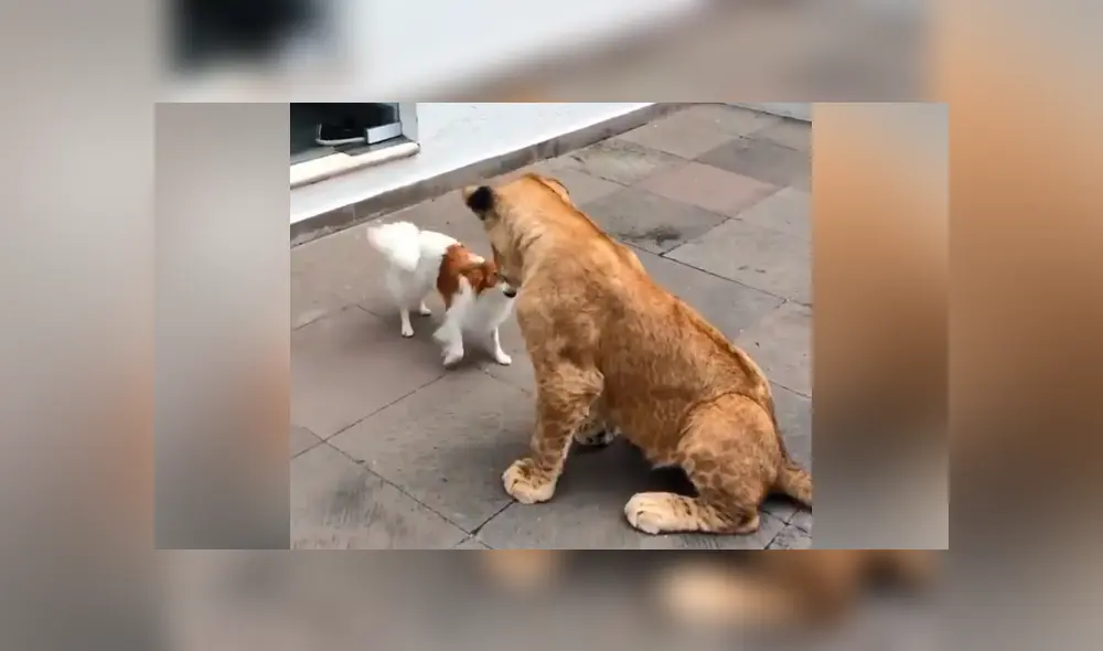 Desliza hacia la izquierda para ver el temible encuentro de un pequeño perro con un grupo de felinos. Imágenes que han causado furor en YouTube. Desliza hacia la izquierda para ver el temible encuentro de un pequeño perro con un grupo de felinos. Imágenes que han causado furor en YouTube.