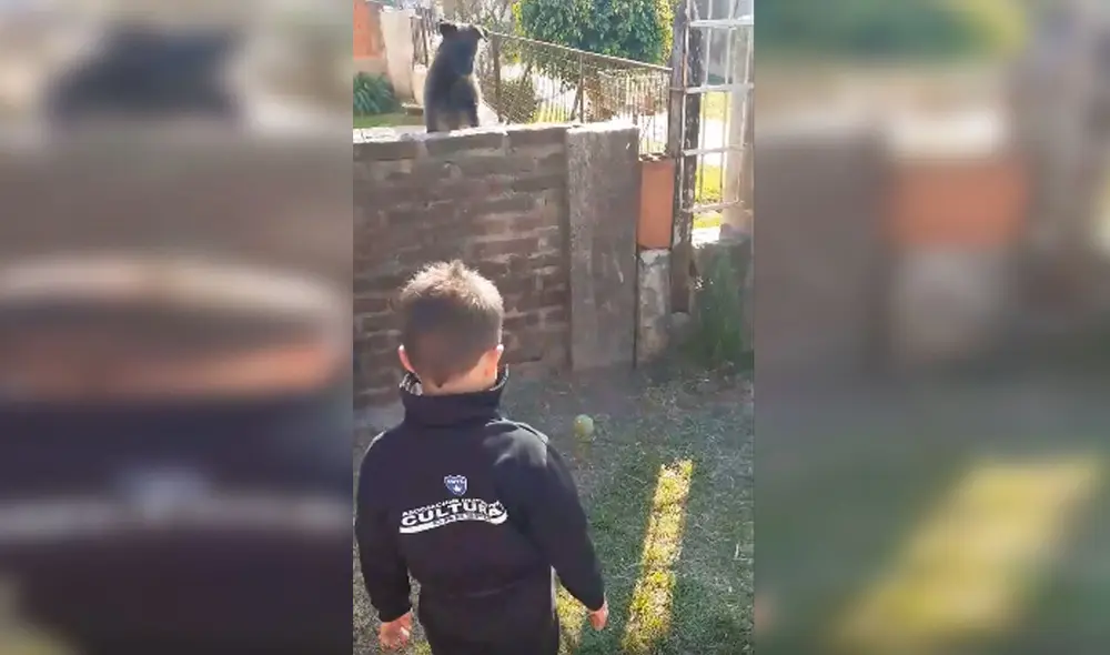 Desliza las imágenes para apreciar la tierna reacción de un perro al jugar con un pequeño desde su patio. Foto: Captura de Facebook