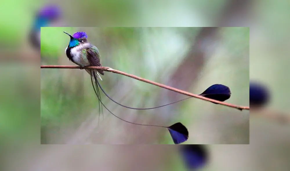 20 Animales en peligro de extinción y extintos en Perú 2019 [FOTOS]