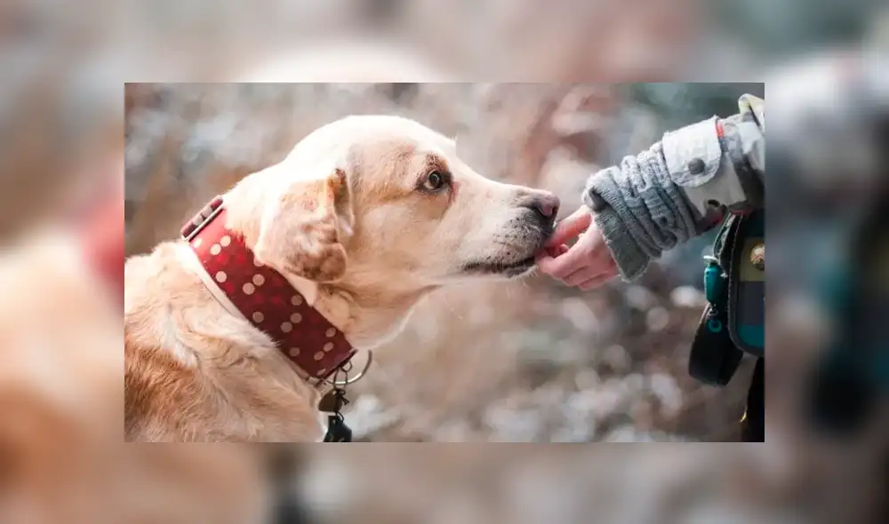 Perros reconocen cuando una persona es buena o mala, según estudio