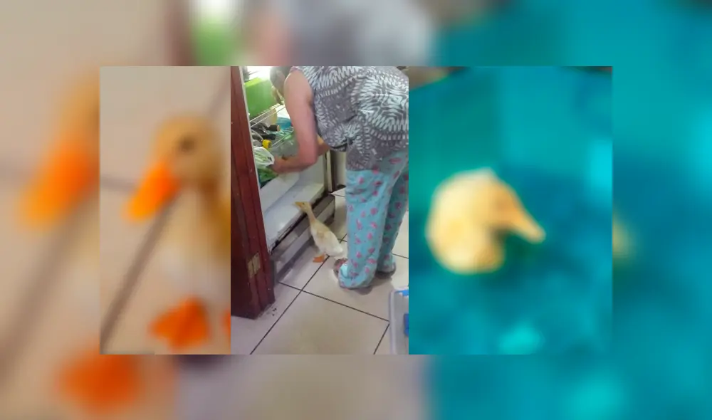 Desliza para ver el cambio de este pato que se volvió 'famoso' en Facebook. Foto: Captura. Desliza para ver el cambio de este pato que se volvió 'famoso' en Facebook. Foto: Captura.
