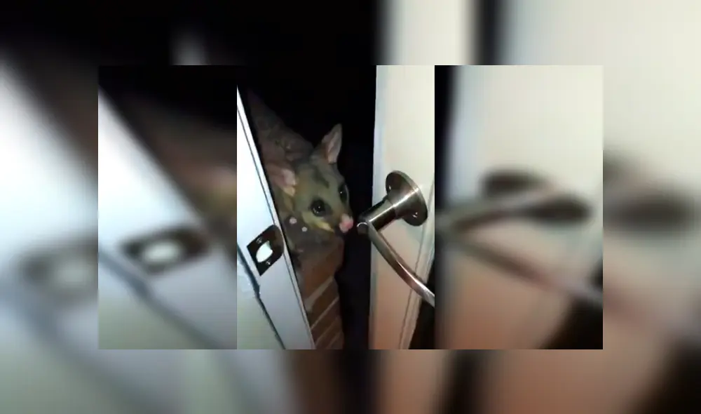 En YouTube, el pequeño animal hace unos ruidos para llamar la atención de la joven y obtener un poco de comida.