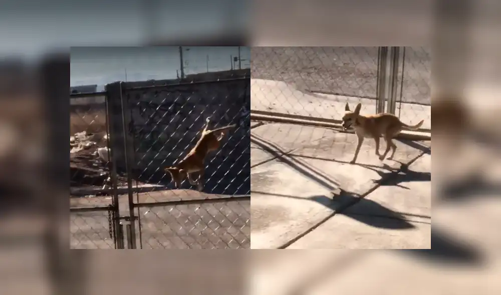 Desliza a la izquierda para ver esta hazaña que sorprendió a usuarios de Facebook. Foto: Captura. Desliza a la izquierda para ver esta hazaña que sorprendió a usuarios de Facebook. Foto: Captura.