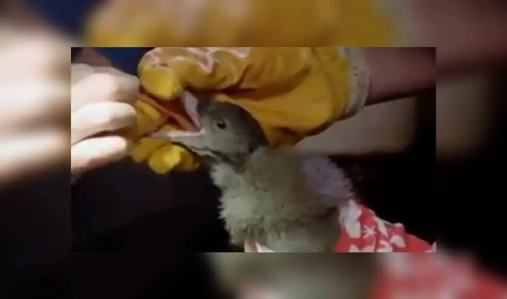 YouTube viral: Ayudan a expulsar extraña sustancia que se había quedado en estómago de ave YouTube viral: Ayudan a expulsar extraña sustancia que se había quedado en estómago de ave