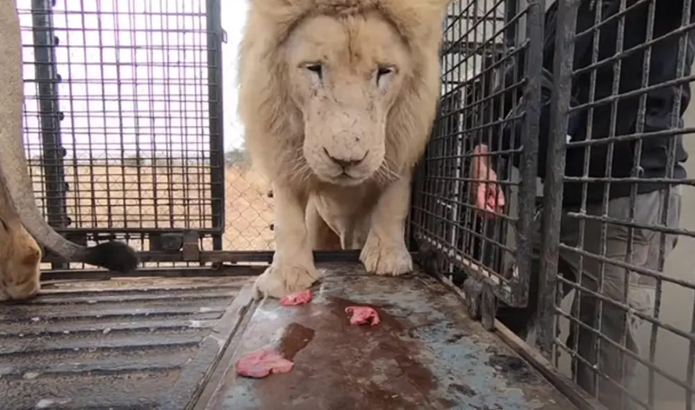 El hombre conmovió al reencontrarse con sus leones después de meses. Foto: Captura de YouTube.