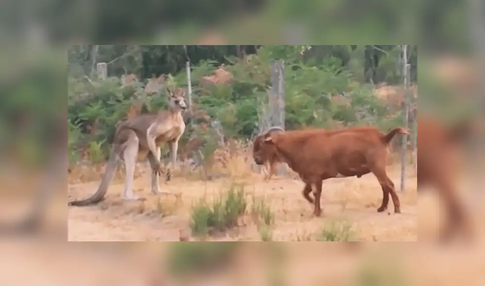 YouTube viral: cabra intenta atacar a canguro 'boxeador' y se lleva una terrible lección' [VIDEO]  