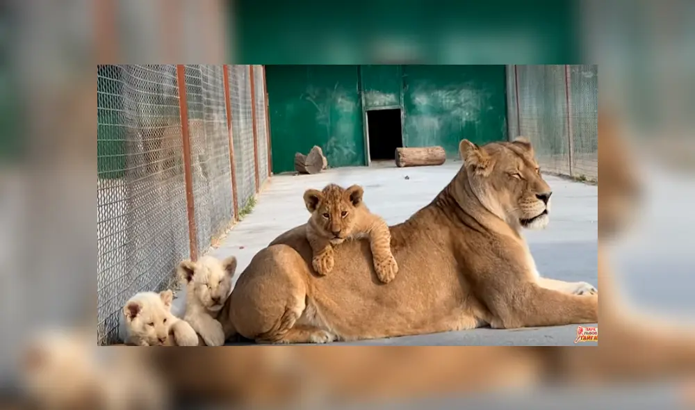 Desliza hacia la izquierda para ver las imágenes del viral de Facebook. Desliza hacia la izquierda para ver las imágenes del viral de Facebook.