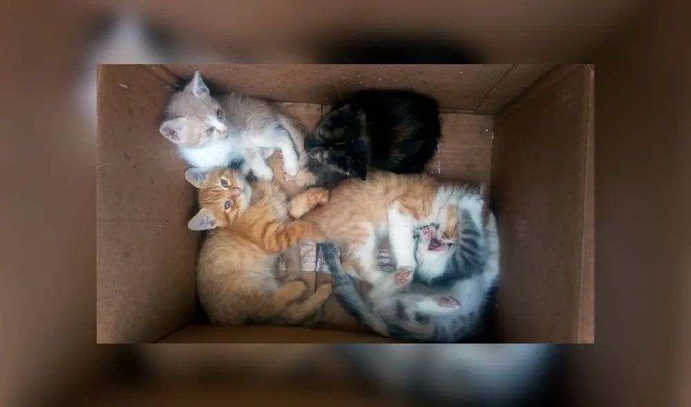 Foto: Difusión/Municipalidad de Surco. Foto: Difusión/Municipalidad de Surco.