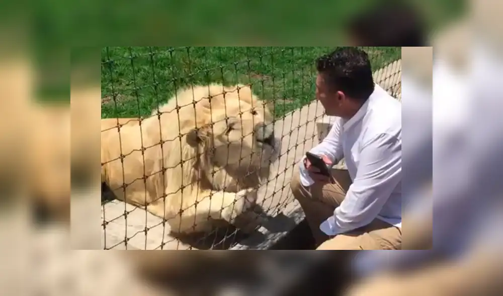 Turista ingresa a recinto de leones, sin imaginar lo que pasaría.