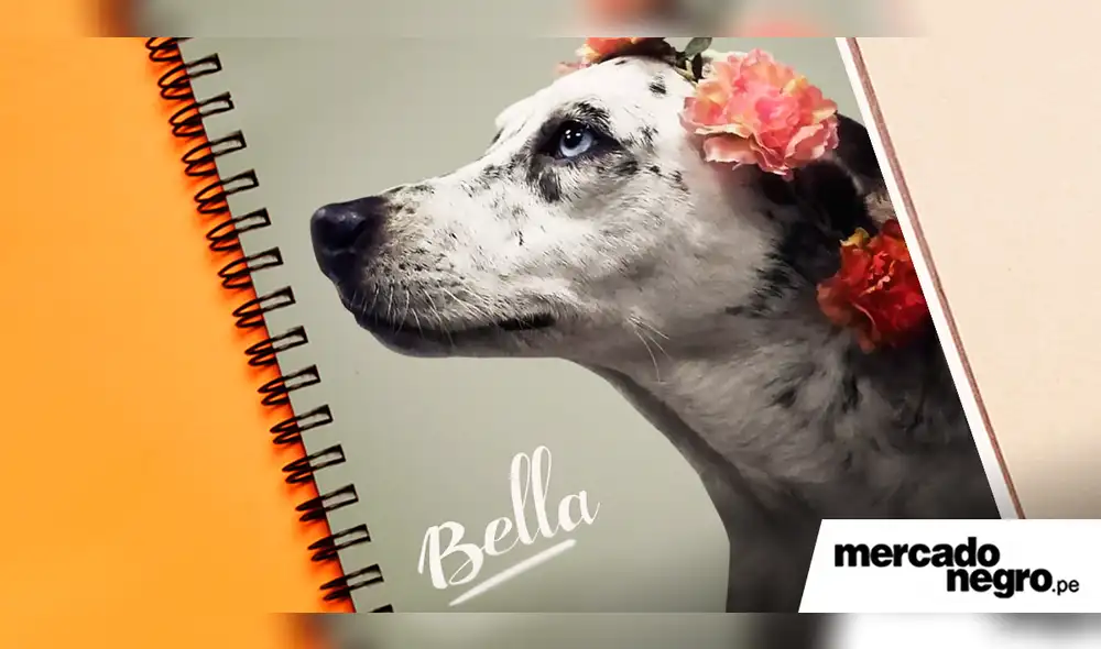 Standford presenta su nueva campaña “Portadas que adoptan” Standford presenta su nueva campaña “Portadas que adoptan”