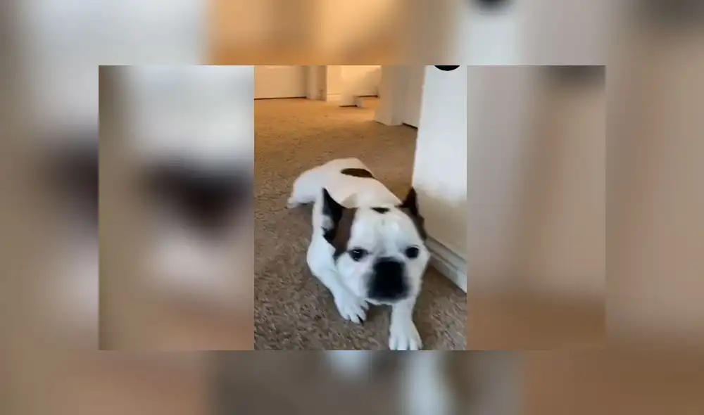 Desliza las imágenes para ver la curiosa forma que tuvo un perro travieso para pedir perdón a su dueña: Woof Woof Desliza las imágenes para ver la curiosa forma que tuvo un perro travieso para pedir perdón a su dueña: Woof Woof