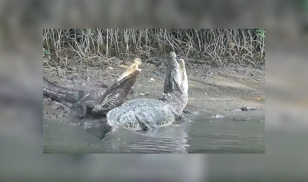Un video viral de YouTube registró el brutal enfrentamiento entre un cocodrilo macho que buscó cruzarse con una hembra, sin imaginar el doloroso final. Un video viral de YouTube registró el brutal enfrentamiento entre un cocodrilo macho que buscó cruzarse con una hembra, sin imaginar el doloroso final.