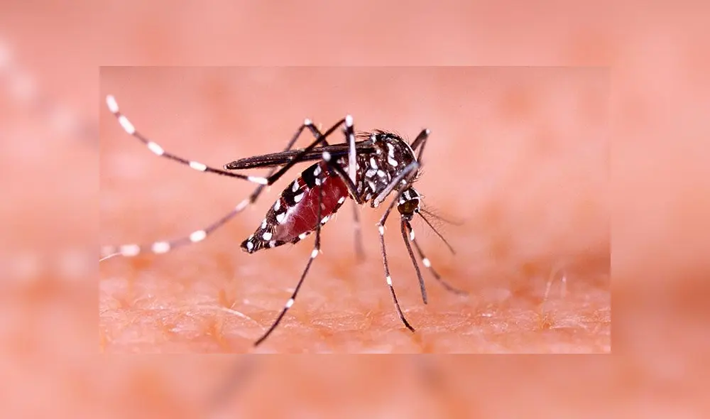 Cusco: Casos de dengue se eleva a 17 en el distrito de Pichari 