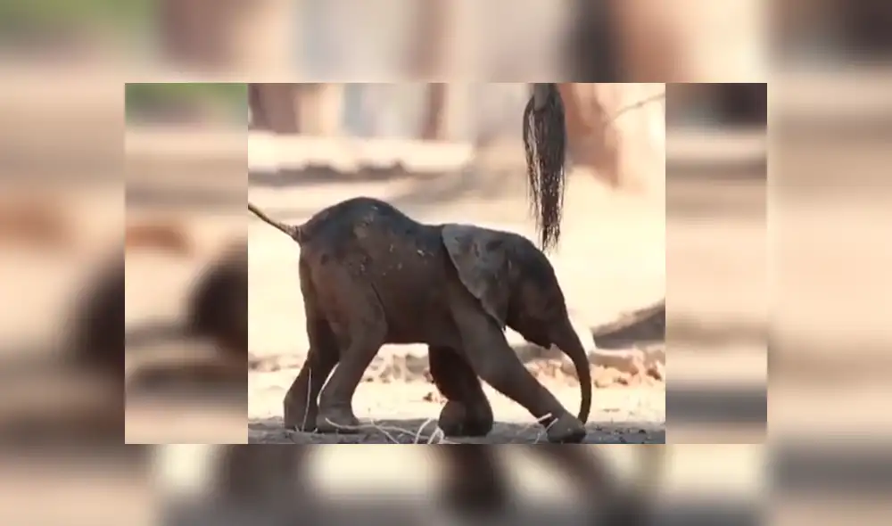 En YouTube, un bebé elefante sufrió varios tropiezos al pretender caminar al lado de su madre. En YouTube, un bebé elefante sufrió varios tropiezos al pretender caminar al lado de su madre.