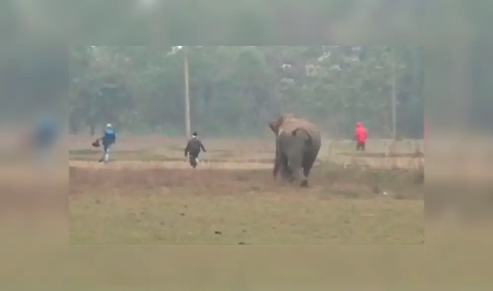 Turista se salvó de ser aplastado por un elefante.