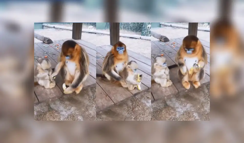 Desliza las imágenes para ver la tierna escena entre un pequeño mono bebé y su mamá. (Foto: Facebook) Desliza las imágenes para ver la tierna escena entre un pequeño mono bebé y su mamá. (Foto: Facebook)