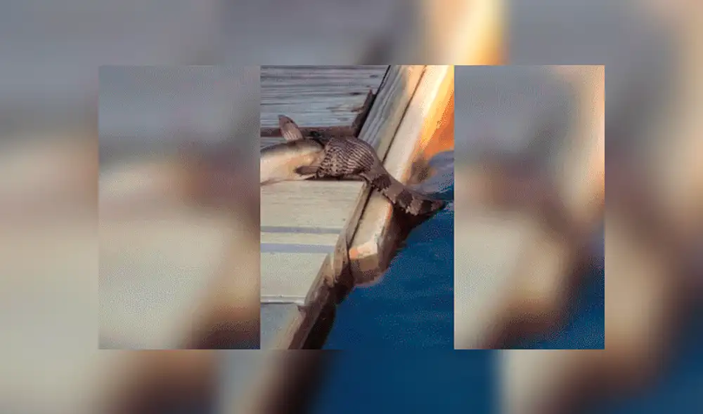 Facebook viral: Serpiente intenta devorar a pez mucho más grande y deja a miles en shock [VIDEO]