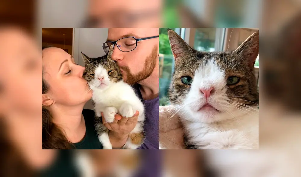 Instagram: miles de usuarios conmovidos con la historia de tierno gato con síndrome de Down [FOTOS] 