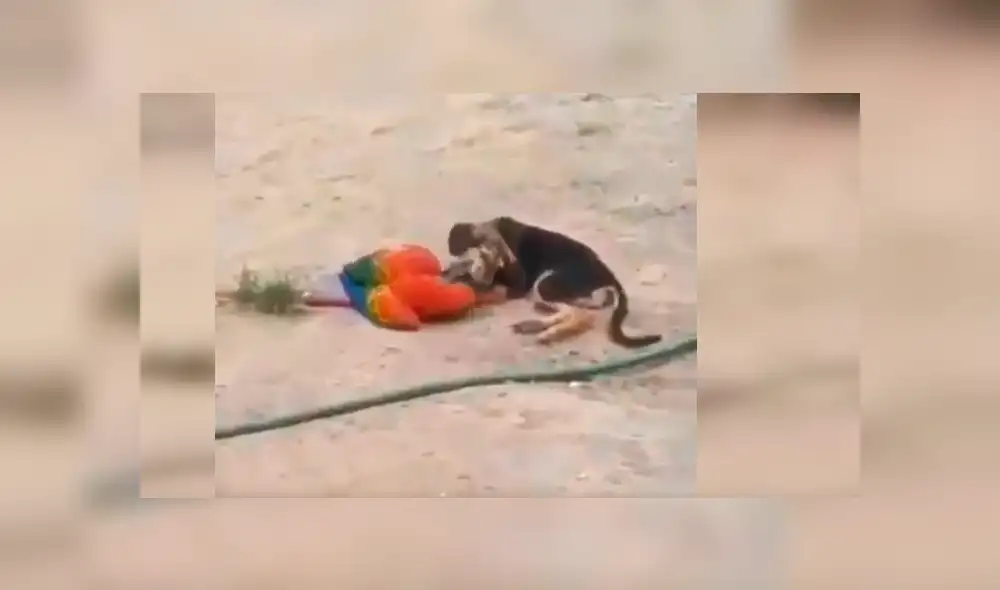 Facebook viral: Perro y loro son pillados en tierna escena de amor y miles se conmueven [VIDEO]