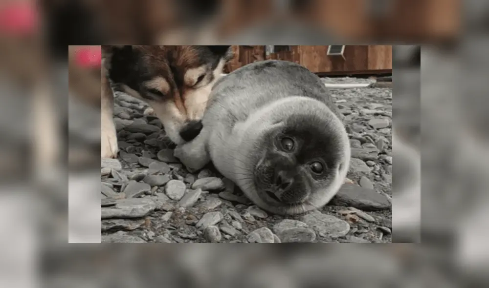 Desliza las imágenes para ver más sobre esta tierna historia entre un perro y una foca. Foto: Facebook / Russia Beyond ES Desliza las imágenes para ver más sobre esta tierna historia entre un perro y una foca. Foto: Facebook / Russia Beyond ES