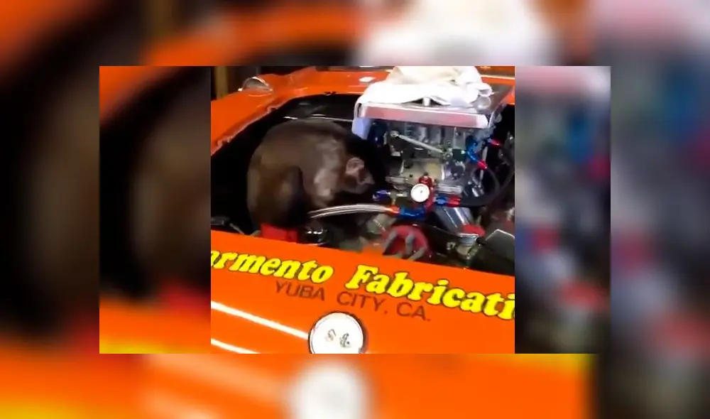 Graban a mono ‘reparando’ un auto y miles se derriten de ternura [VIDEO]