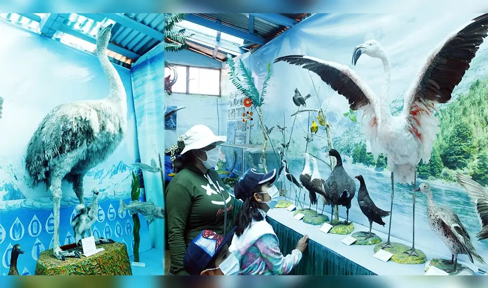 En museo se puede observar una diversas variedad de aves que habitan en el lago. Fotos: Juan Carlos Cisneros.