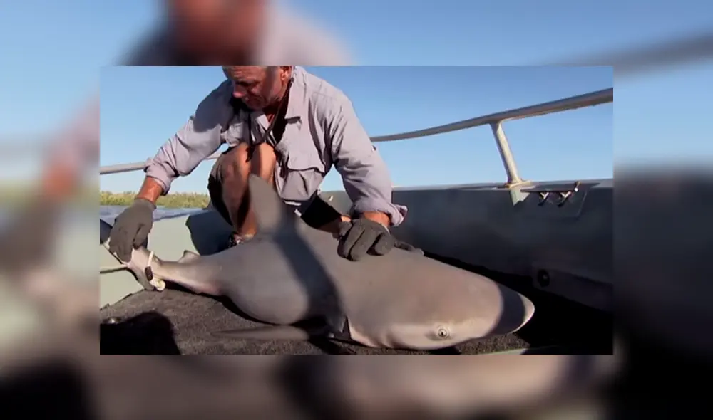 Desliza hacia la izquierda para el aspecto del tiburón toro. Imagen viral en YouTube.