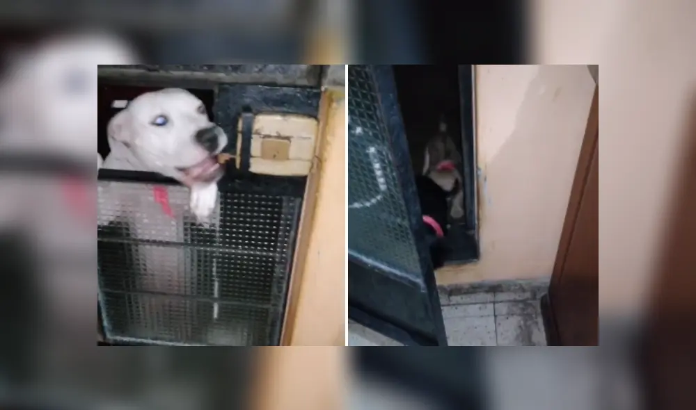 Desliza hacia la izquierda para ver más imágenes de la inesperada travesura de este perro. (Foto: captura / TikTok)