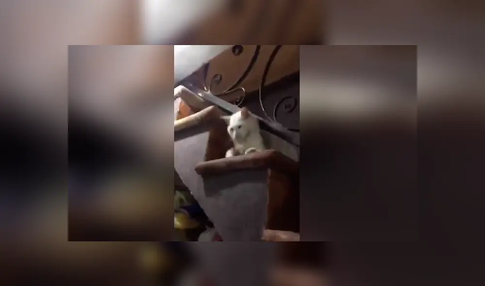 Una mujer publicó un video viral en Facebook en el que su mascota se hizo el muerto para no escuchar sus regaños, pero lo descubrió y le dio una dura lección. Una mujer publicó un video viral en Facebook en el que su mascota se hizo el muerto para no escuchar sus regaños, pero lo descubrió y le dio una dura lección.