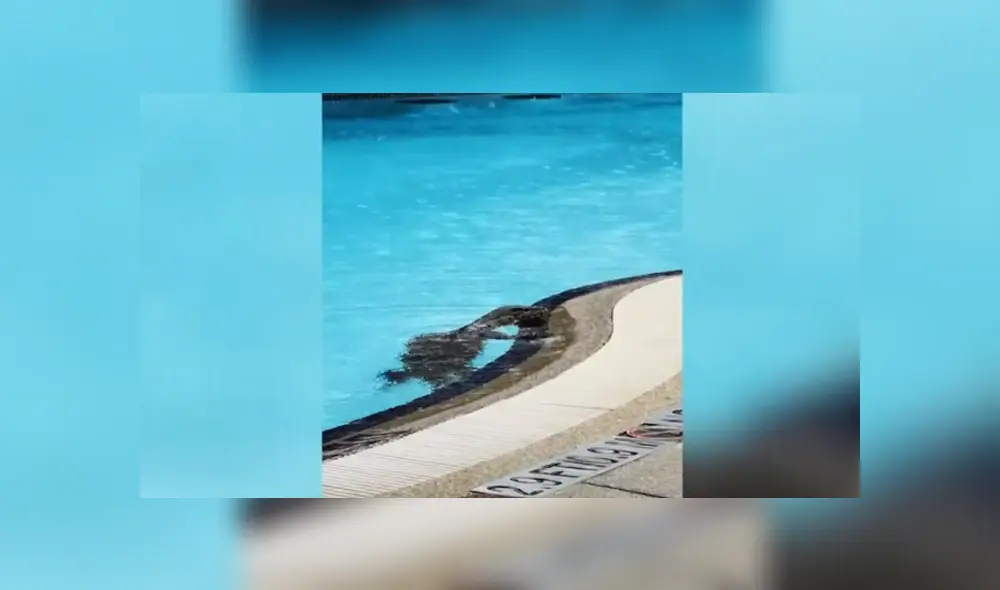 A través de YouTube se ha vuelto viral el momento en que un enorme lagarto invade un hotel.