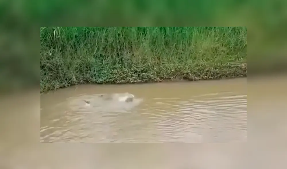 Facebook viral: hambrienta serpiente intenta devorar a perros que entrar a jugar al río [VIDEO]