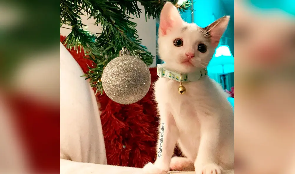 Desliza las imágenes para conocer la historia de una gatita que sobrevivió con la ayuda de una voluntaria de un albergue. Foto: Fostermotherofkittens/Facebook Desliza las imágenes para conocer la historia de una gatita que sobrevivió con la ayuda de una voluntaria de un albergue. Foto: Fostermotherofkittens/Facebook