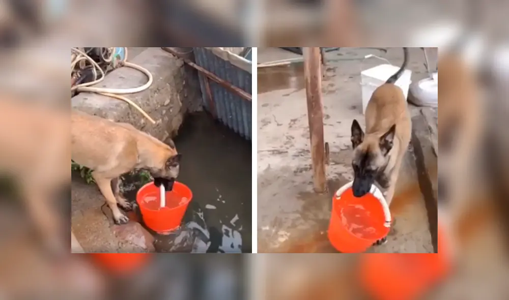 Desliza las imágenes hacia la izquierda para observa la generosa acción de un perro para apoyar a su amo. Foto: Captura.