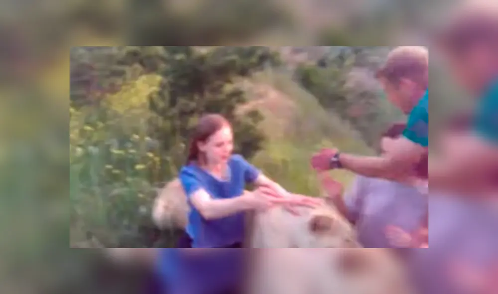 Dos turistas ingresaron a recinto de leona para tomarse fotografías. Dos turistas ingresaron a recinto de leona para tomarse fotografías.