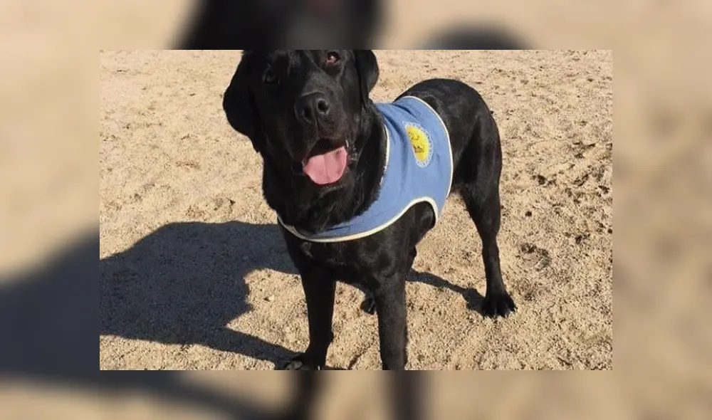 Pocahontas, el perro lazarillo de niños fue robado.